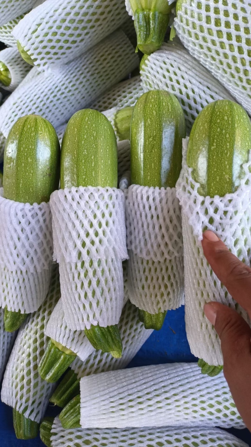云南西葫芦