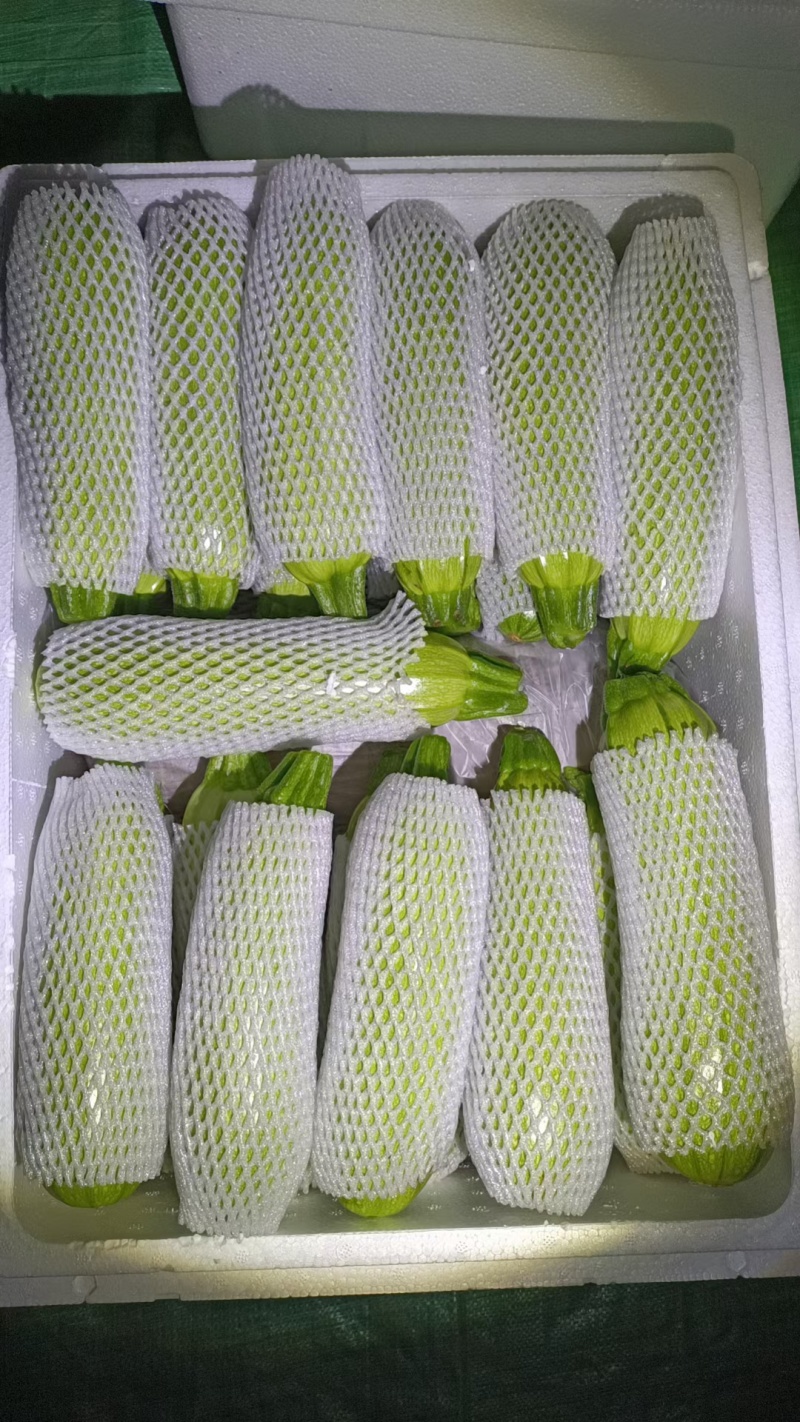 云南西葫芦