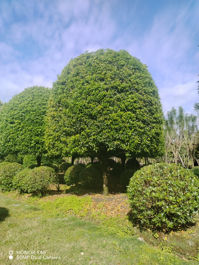 成都高杆桂花8公分10公分12公分15公分18公分20公