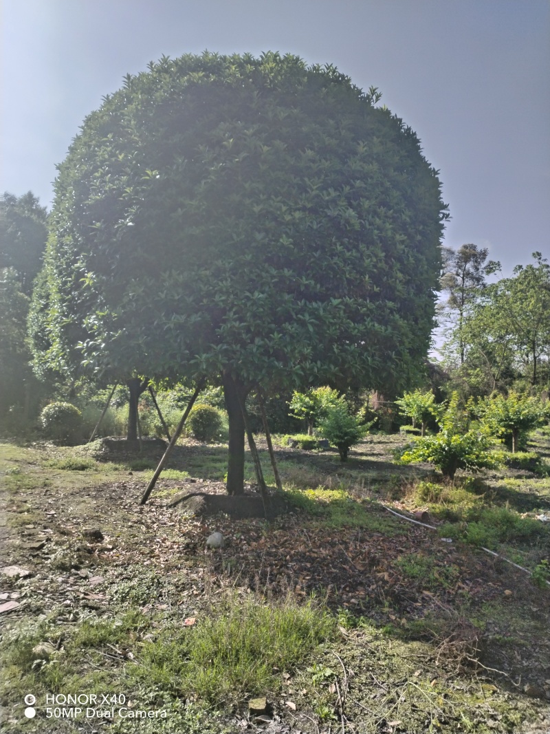 成都桂花8公分10公分12公分15公分18公分20公分