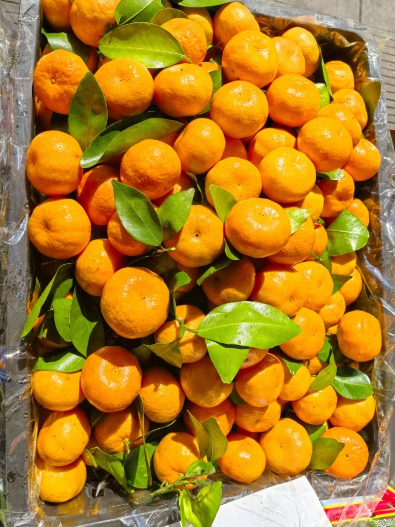 黄岩蜜橘
