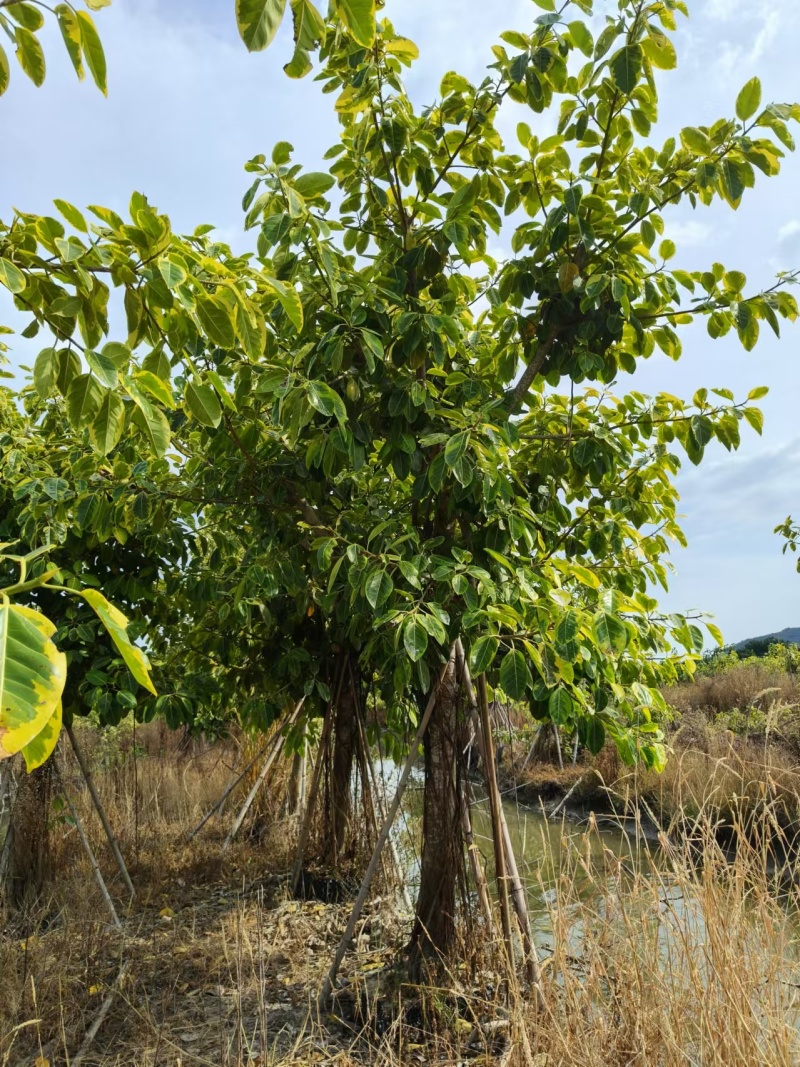 富贵榕产地直销，支持视频看货