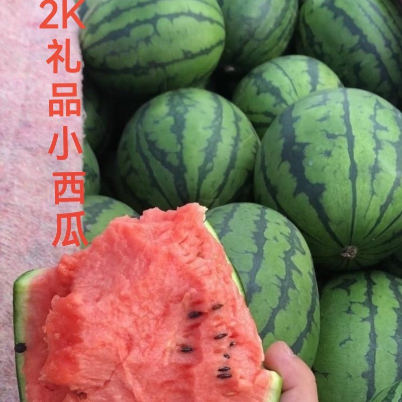 2K礼品西瓜冰糖籽嫁接苗早熟糖度高口感脆甜苗厂直发