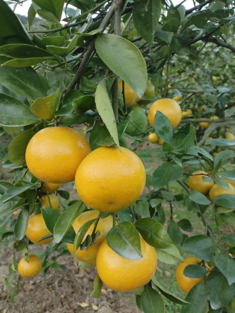 正宗德庆皇帝柑，皮薄核少，爽甜、化渣，自食、送礼佳品