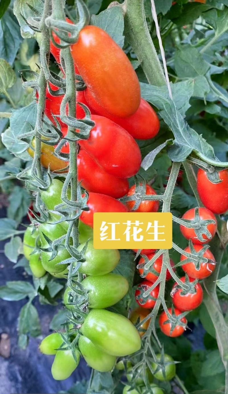 红黄花生紫花生圣女果花生形状小番茄苗糖度高口感好产量高