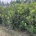 成都法国冬青40公分50公分60公分批发成都苗木基地