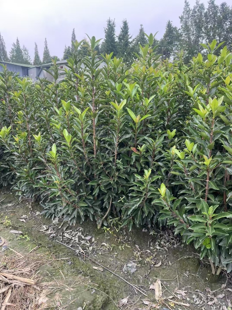 成都法国冬青40公分50公分60公分批发成都苗木基地
