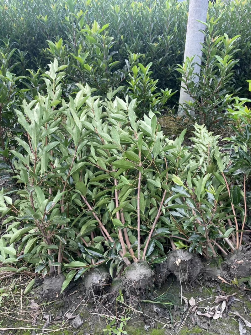 成都法国冬青40公分50公分60公分批发成都苗木基地