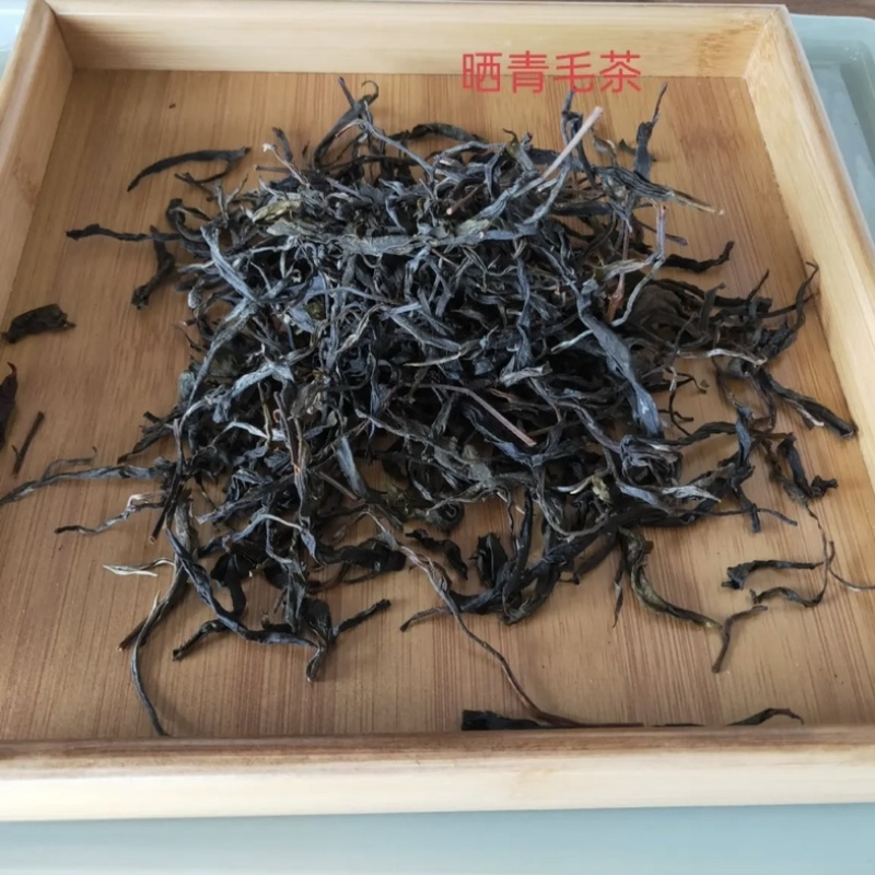 云南普洱生茶散茶头春纯料古树云南普洱茶散装礼盒批发包邮