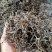 云南普洱生茶散茶头春纯料古树云南普洱茶散装礼盒批发包邮