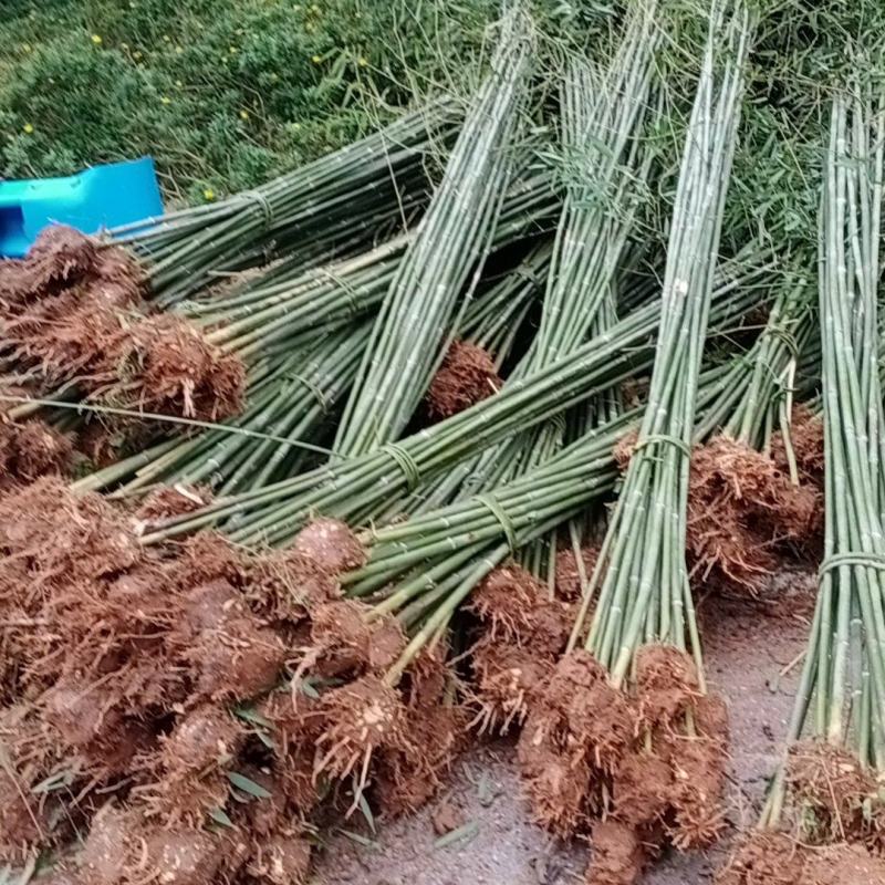 成都刚竹1公分2公分3公分4公分5公分