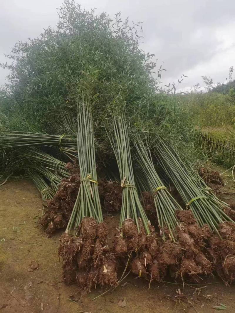 成都刚竹1公分2公分3公分4公分5公分