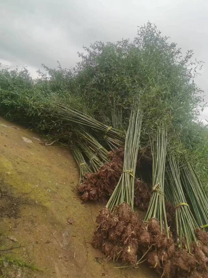 成都刚竹1公分2公分3公分4公分5公分