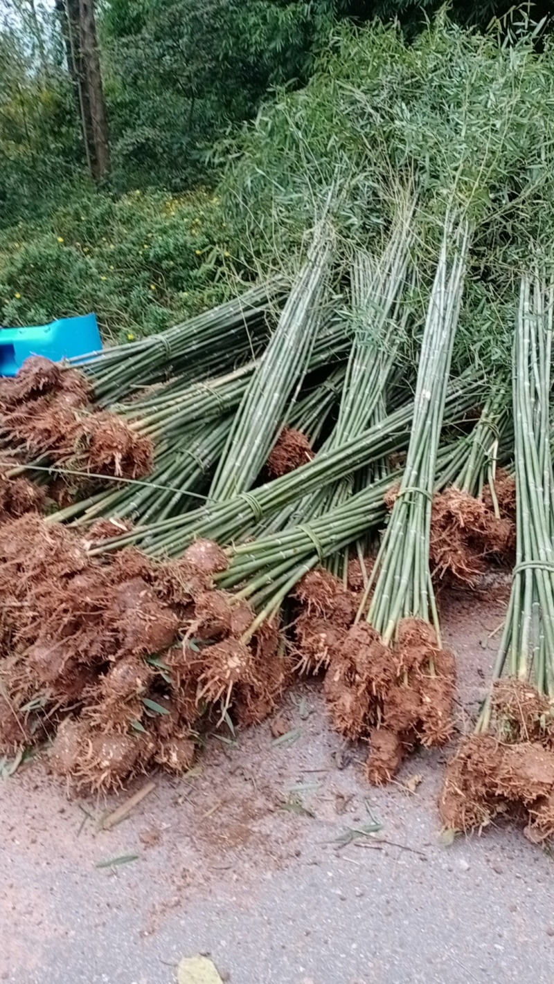成都刚竹1公分2公分3公分4公分5公分