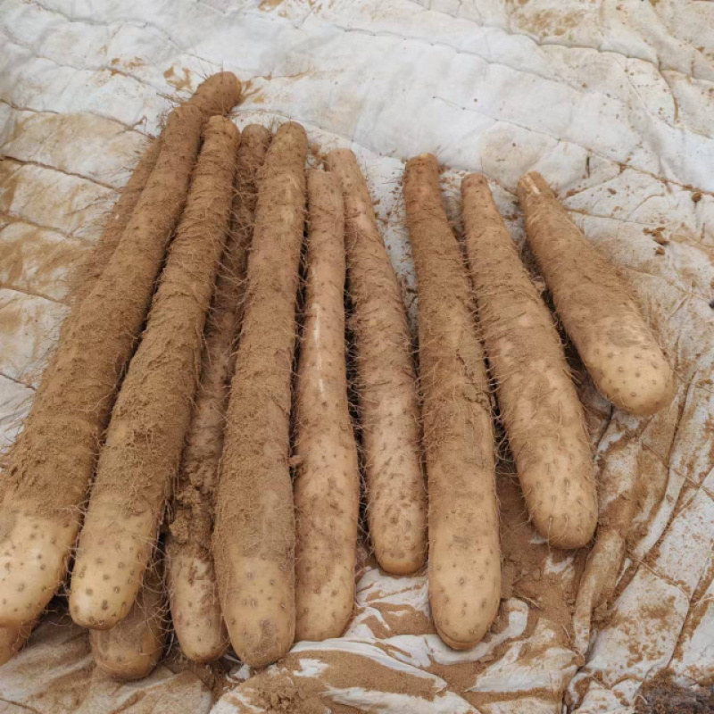 榆林新白玉山药大量有货，品质保证，质量好