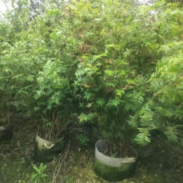 成都凤尾竹批发成都苗木基地供应各类凤尾竹基地直销