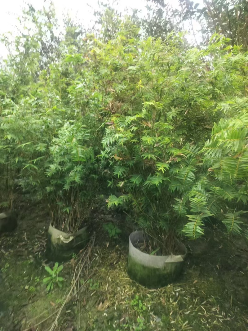 成都凤尾竹批发成都苗木基地供应各类凤尾竹基地直销