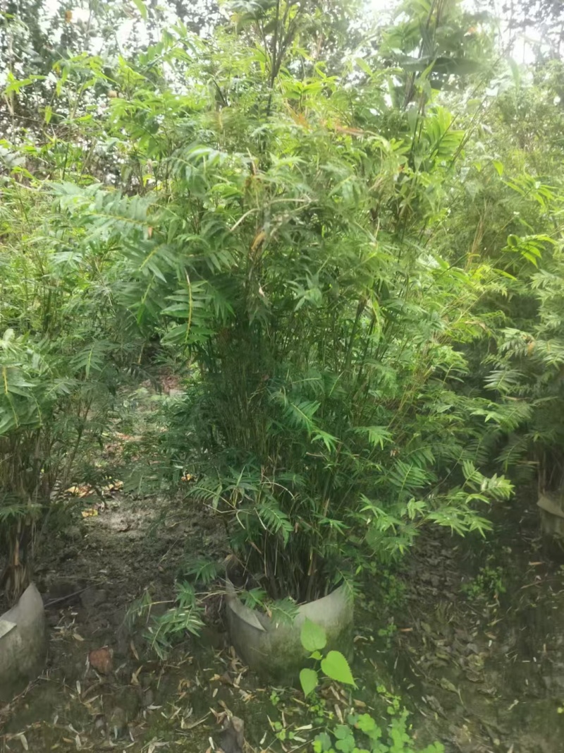 成都凤尾竹批发成都苗木基地供应各类凤尾竹基地直销