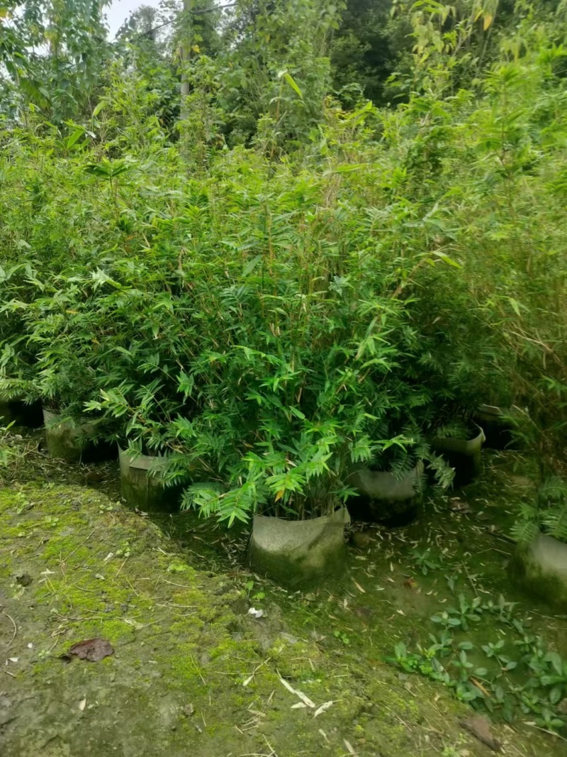 成都凤尾竹批发成都苗木基地供应各类凤尾竹基地直销