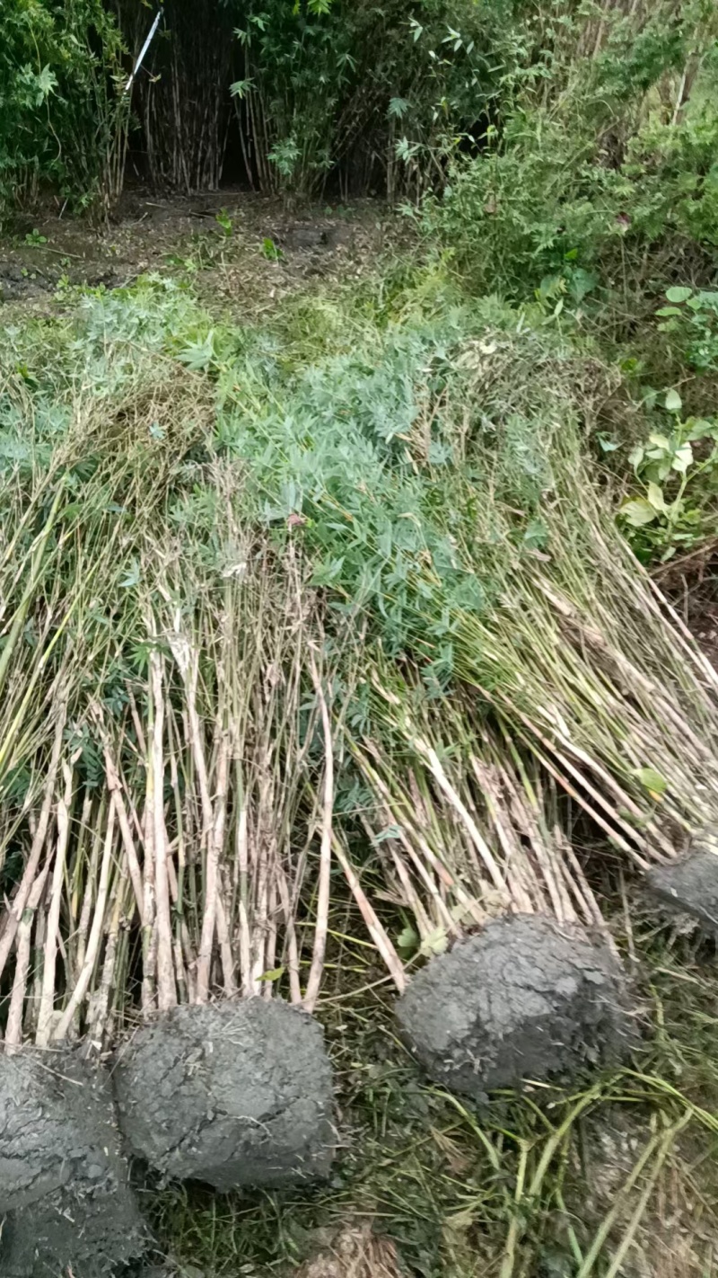 成都凤尾竹批发成都苗木基地供应各类凤尾竹基地直销