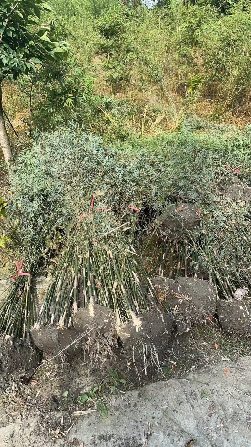 成都凤尾竹批发成都苗木基地供应各类凤尾竹基地直销