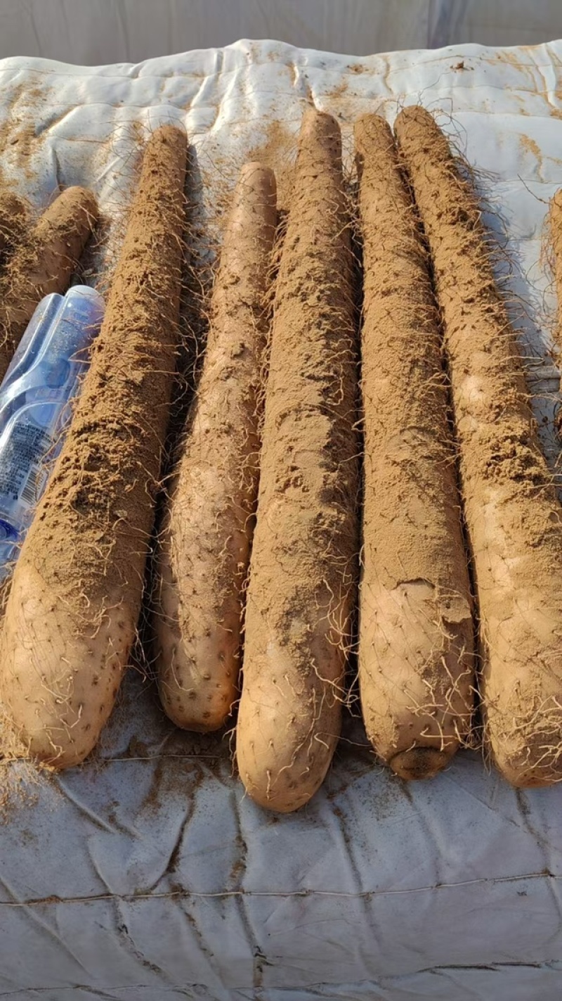 白玉山药，大家好，新货上市中，品质保证，价格优惠