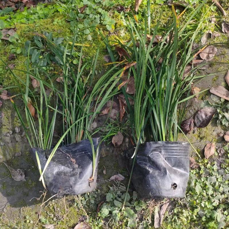 贵州吉祥草批发贵州苗木基地供应各类规格吉祥草基地直销