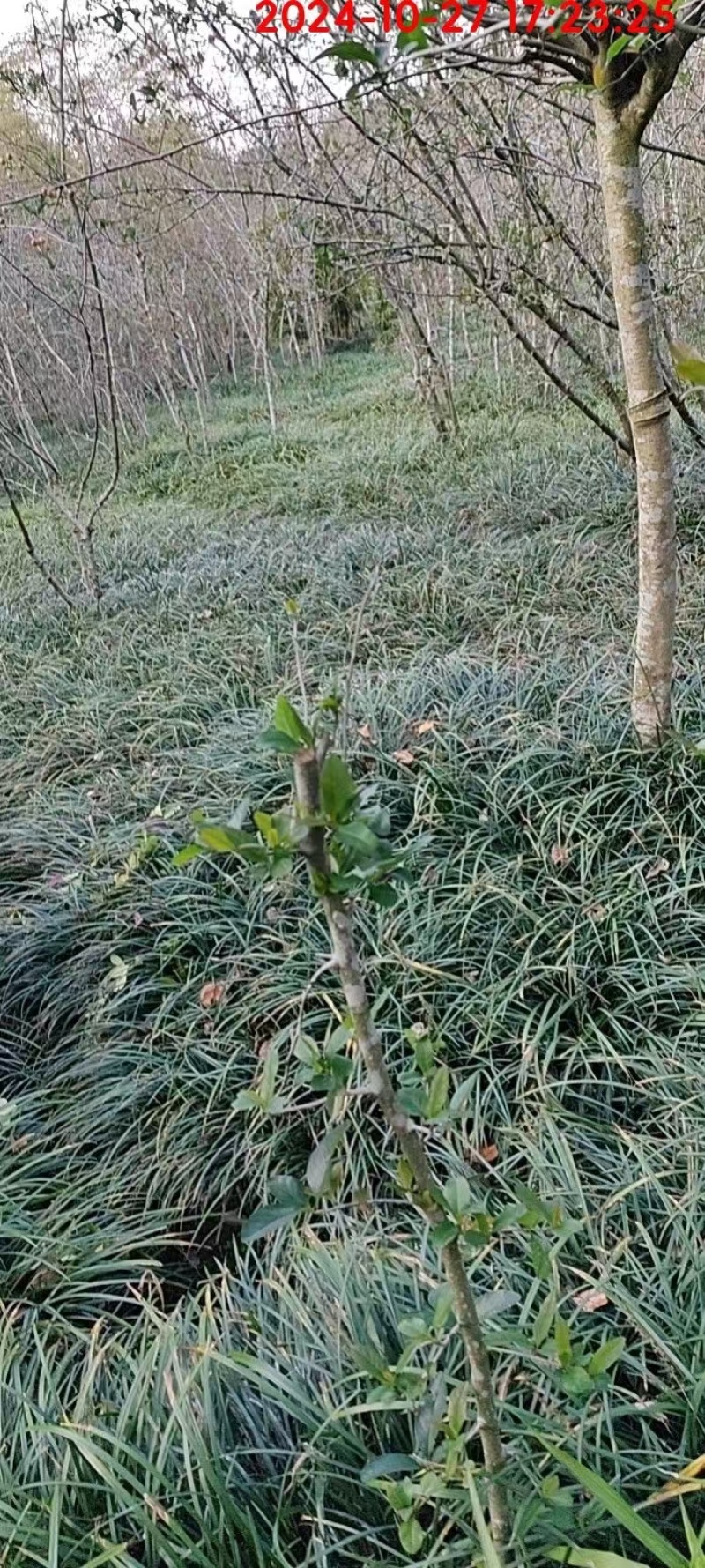 重庆吉祥草批发重庆苗木基地供应各类规格吉祥草基地直销