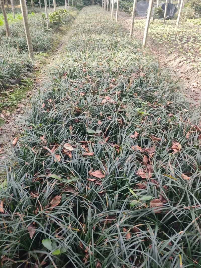 重庆吉祥草批发重庆苗木基地供应各类规格吉祥草基地直销