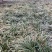 重庆吉祥草批发重庆苗木基地供应各类规格吉祥草基地直销