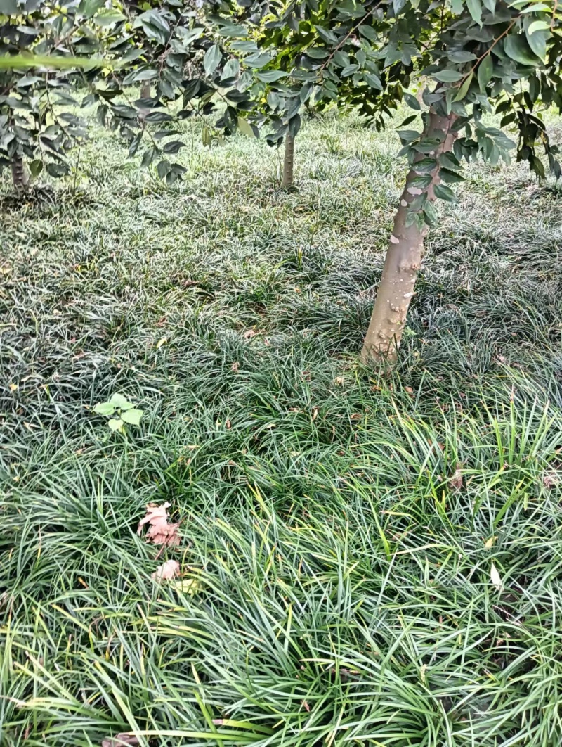 重庆吉祥草批发重庆苗木基地供应各类规格吉祥草基地直销