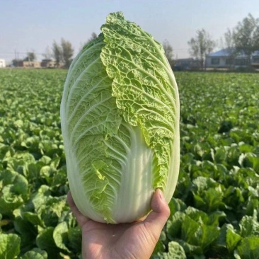 【实力】黄心白菜湖南新鲜蔬菜批发全国发货
