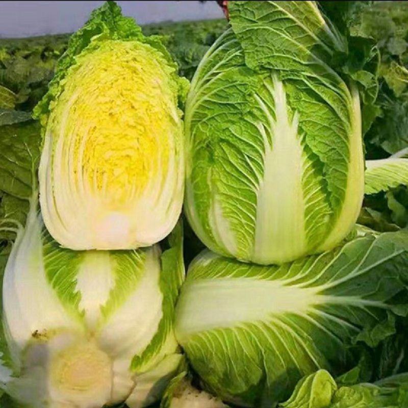 【实力】黄心白菜湖南新鲜蔬菜批发全国发货