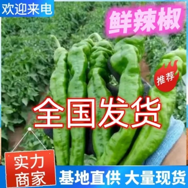 鲜辣椒批发【301，螺丝椒，隆椒】供市场，电商全国代发货