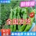鲜辣椒批发【301，螺丝椒，隆椒】供市场，电商全国代发货
