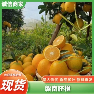 江西正宗赣南脐橙寻乌原产地直发果园现摘现发包邮包售后
