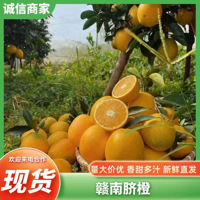 江西正宗赣南脐橙寻乌原产地直发果园现摘现发包邮包售后