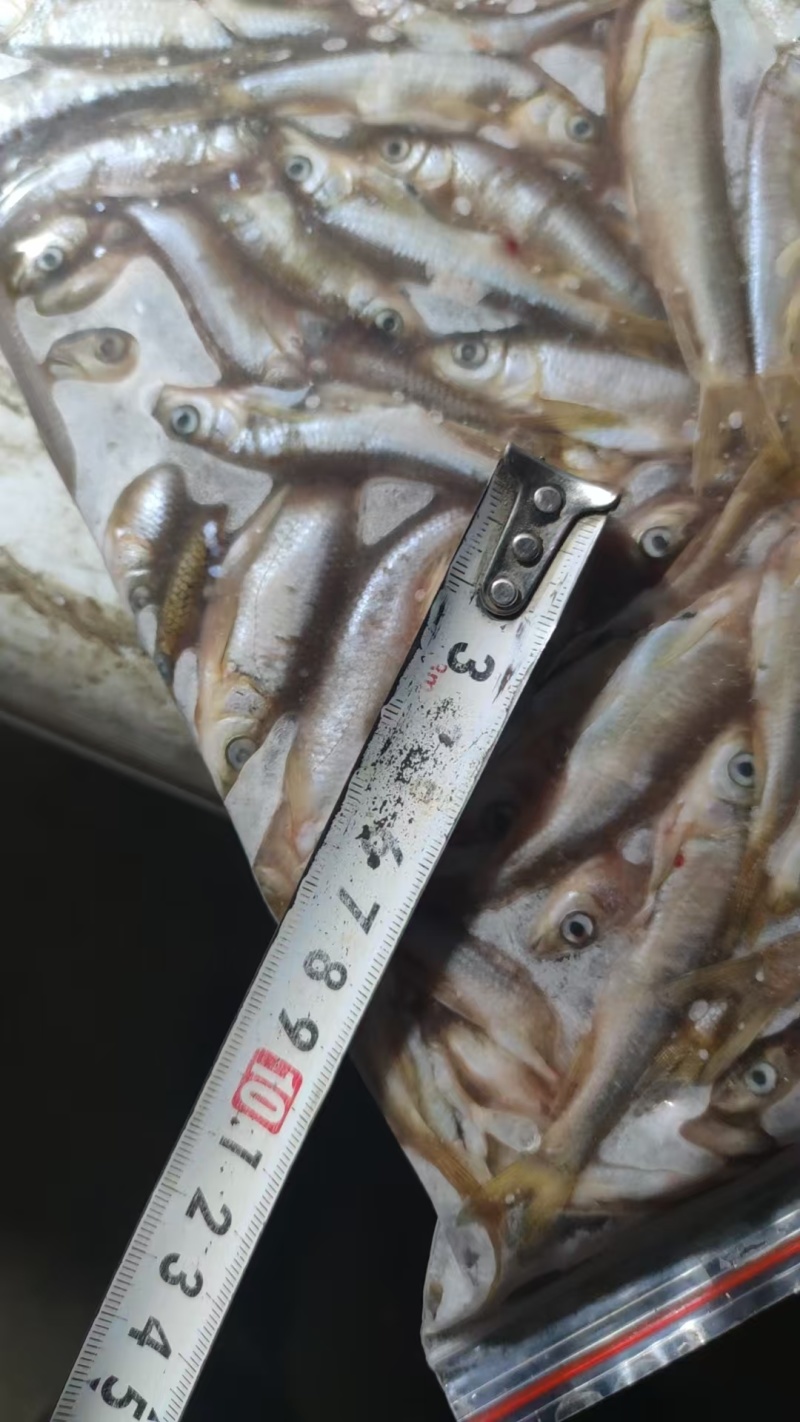 杀肚马口鱼
