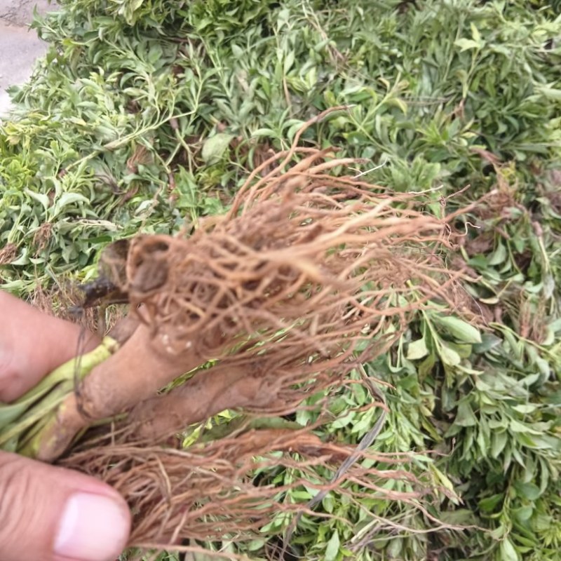 优质白术芽