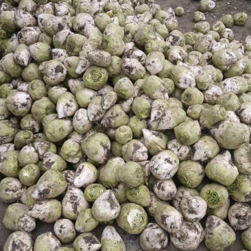 芥菜头！芥疙瘩！产地直发！价格平稳！电联视频！欢迎砸单