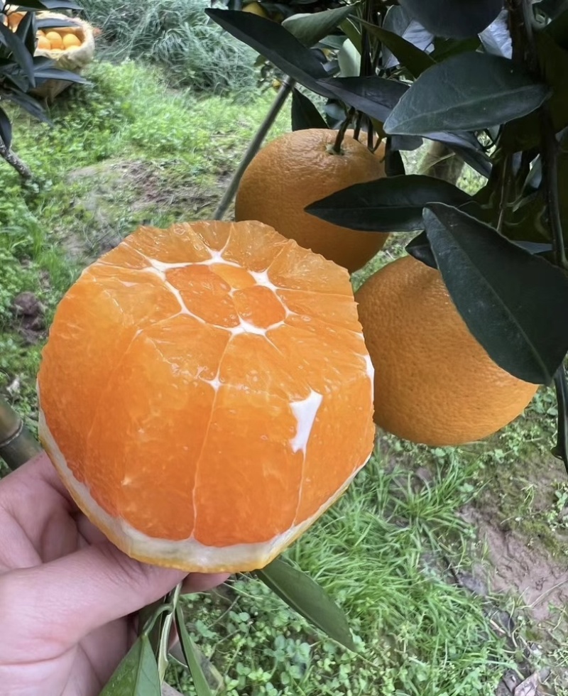 湖北秭归九月红果冻橙！！产地一手货源，实地采摘、鲜美多汁