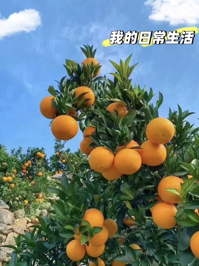 湖北秭归九月红果冻橙！！产地一手货源，实地采摘、鲜美多汁