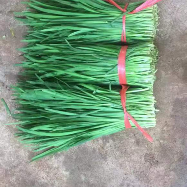 【推荐】韭菜/广东韭菜/湛江韭菜/自家基地/全国供应发货