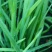 【推荐】韭菜/广东韭菜/湛江韭菜/自家基地/全国供应发货