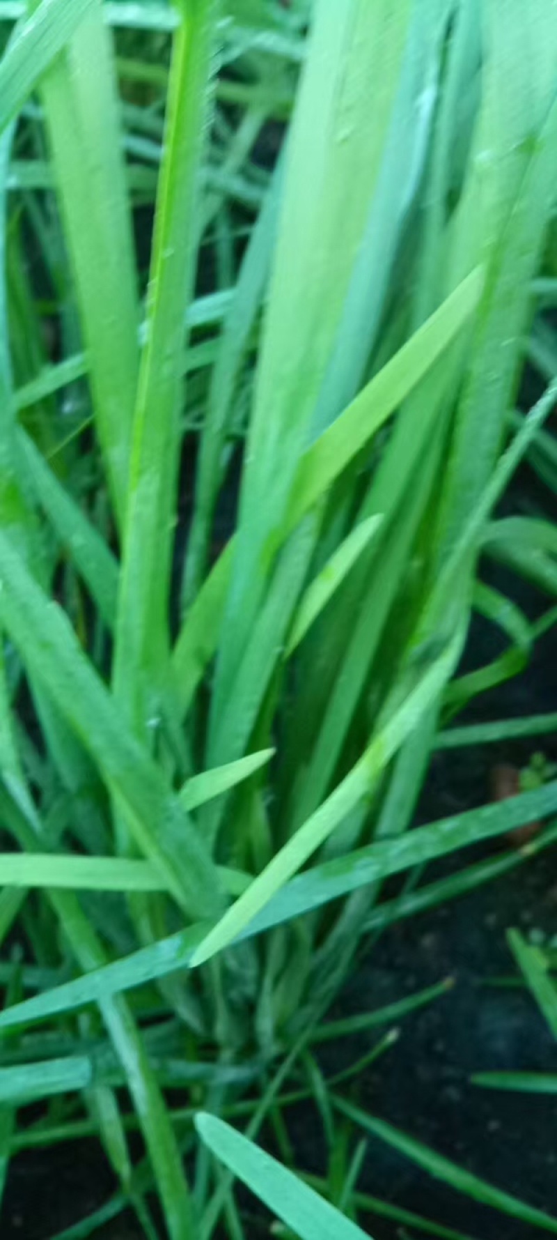 【推荐】韭菜/广东韭菜/湛江韭菜/自家基地/全国供应发货