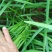 【推荐】韭菜/广东韭菜/湛江韭菜/自家基地/全国供应发货