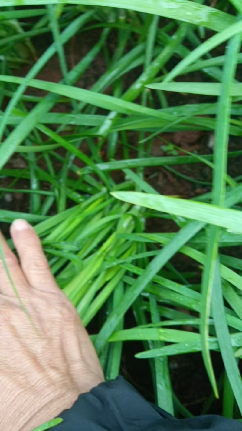 【推荐】韭菜/广东韭菜/湛江韭菜/自家基地/全国供应发货