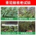国光爱壮5%烯效唑花生油菜调节生长控旺植物生长调剂