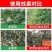 国光爱壮5%烯效唑花生油菜调节生长控旺植物生长调剂