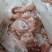 肥猪尾叉骨多肉，纯干，通货，